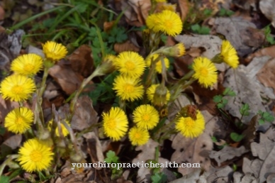 Coltsfoot