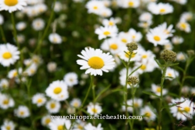 chamomile