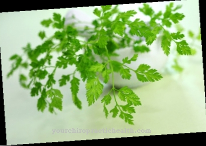 chervil