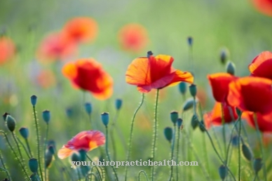 Corn poppy