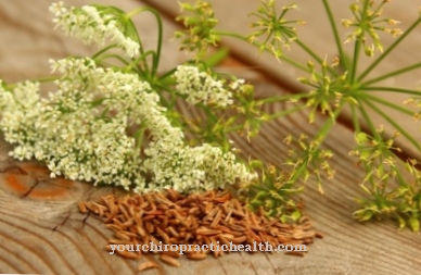 Caraway seed