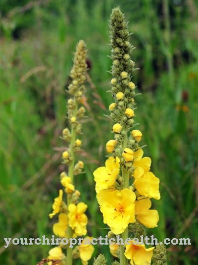 Mullein