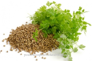 coriander