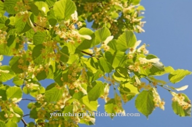 Linden blossom