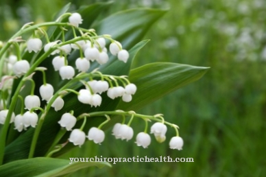 lily of the valley