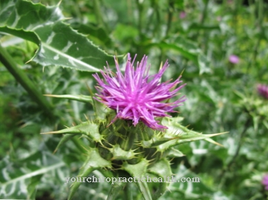 Milk thistle