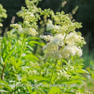 Meadowsweet