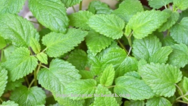 Lemon balm