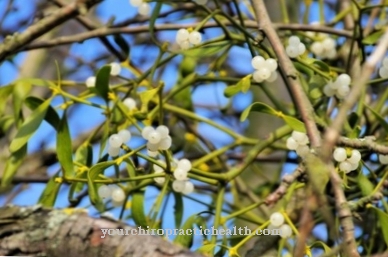 mistletoe