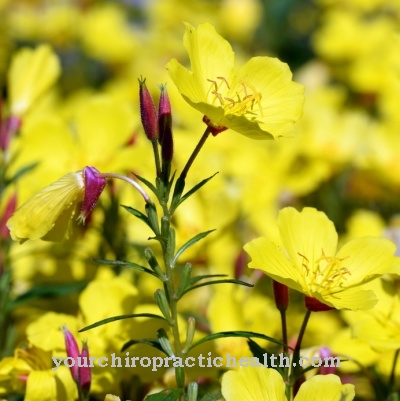 Evening primrose oil