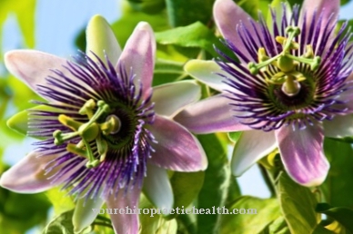 Passion flower