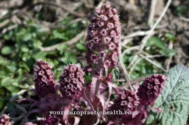 Butterbur