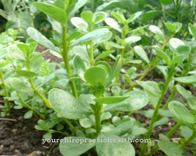 Purslane