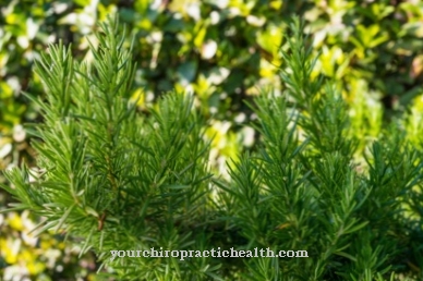 rosemary