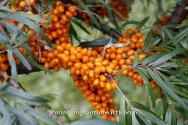 Sea buckthorn