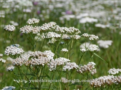 yarrow