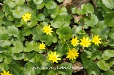 Celandine