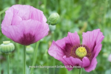 Opium poppy