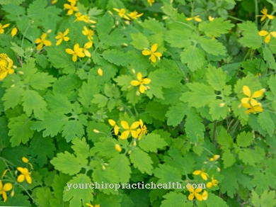 celandine