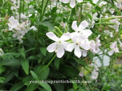 Soapwort