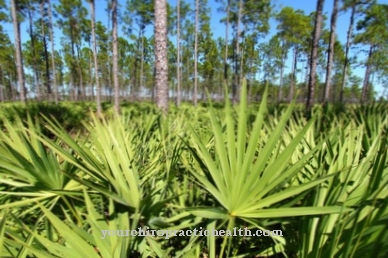 Saw palmetto