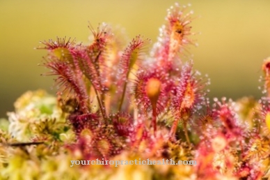 Sundew