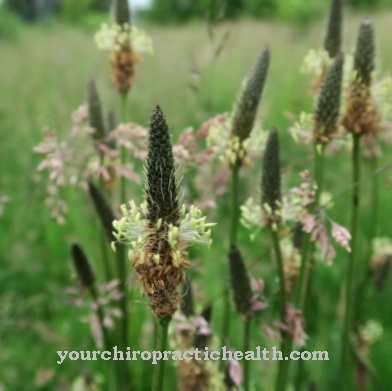 Ribwort plantain