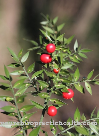 Stinging butcher's broom