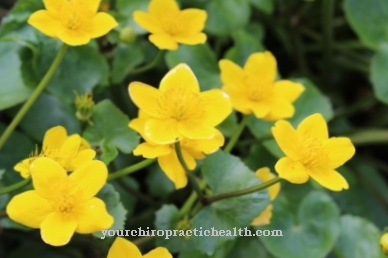 Marsh marigold