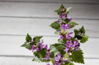 Dead nettle