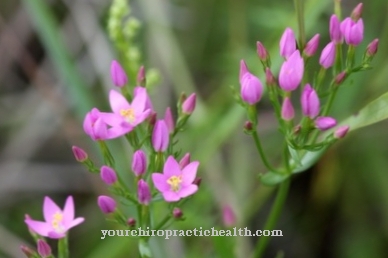 Centaury