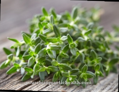 thyme