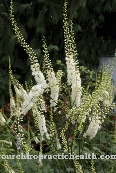 Melnais cohosh