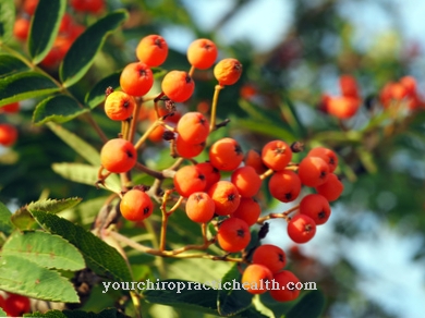 Rowanberry