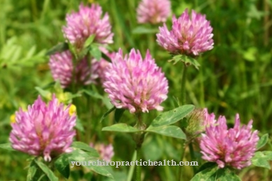 Meadow clover