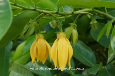 Ylang-ylang