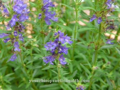 hyssop