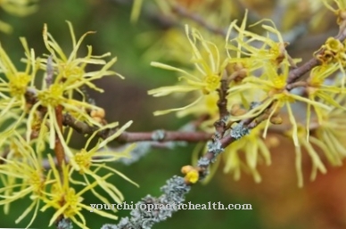 Witch hazel