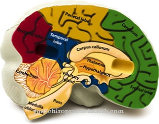 Ageges corpus callosum