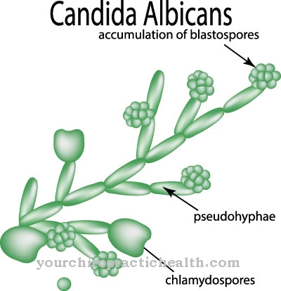 Intestinal fungus