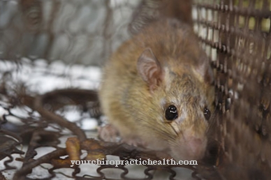 Hantavirus infection