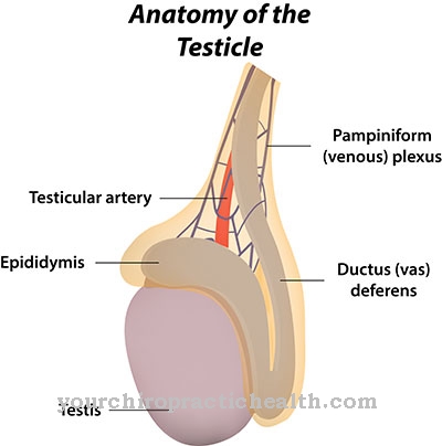 Atrofia testicolare