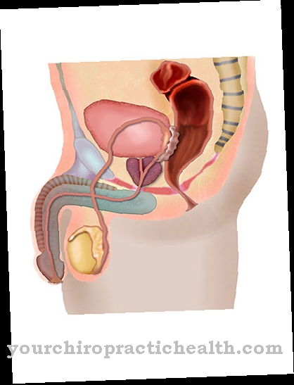 Testisi bez jastuka (Maldescensus testis)