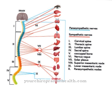 Kauda Syndrome