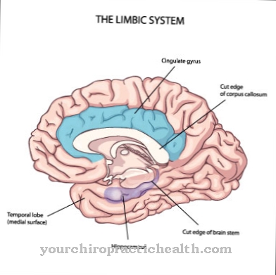 Klüver-Bucy syndrome