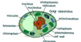 Leigh syndrome