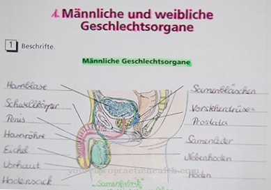 Epididymis