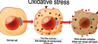 Oxidative stress