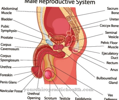 Penile cancer (penile cancer)