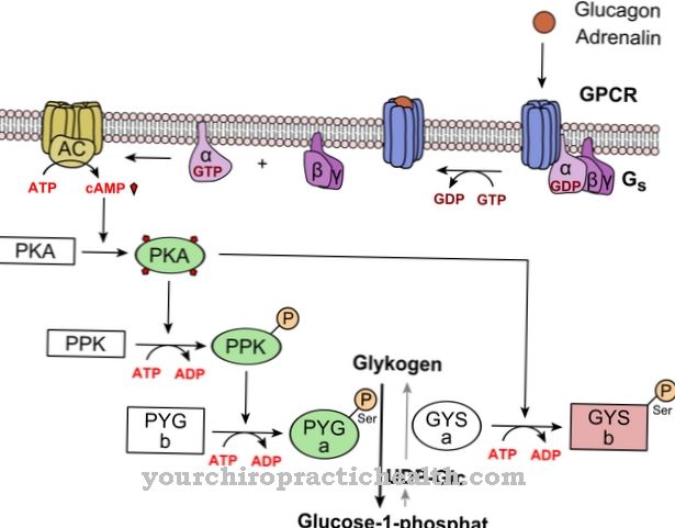 Von Gierke disease